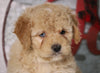 F1B Mini Bernedoodle For Sale Sugarcreek, OH Female- Buttercup