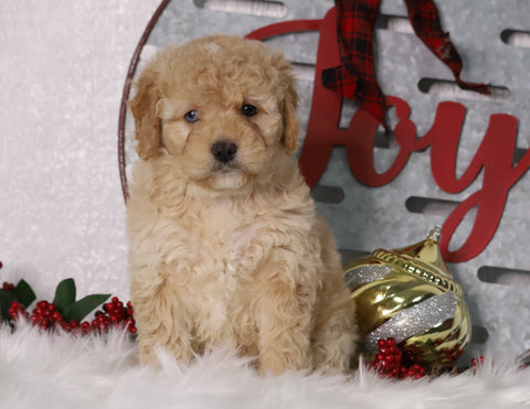 F1B Mini Bernedoodle For Sale Sugarcreek, OH Female- Buttercup