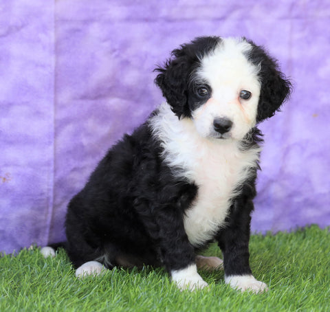 Mini Bernedoodle For Sale Sugarcreek, OH Female- Dora