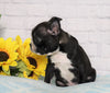 AKC Registered Boston Terrier For Sale Warsaw, OH Male- Dyson
