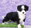 Mini Bernedoodle For Sale Sugarcreek, OH Female- Angela