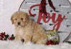 F1B Mini Bernedoodle For Sale Sugarcreek, OH Female- Buttercup