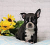 AKC Registered Boston Terrier For Sale Warsaw, OH Male- Dyson