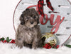 F1B Mini Bernedoodle For Sale Sugarcreek, OH Male- Rudolph