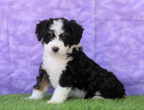 Mini Bernedoodle For Sale Sugarcreek, OH Female- Angela
