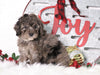 F1B Mini Bernedoodle For Sale Sugarcreek, OH Male- Rudolph