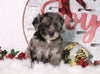 F1B Mini Bernedoodle For Sale Sugarcreek, OH Male- Miles