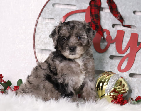 F1B Mini Bernedoodle For Sale Sugarcreek, OH Male- Miles