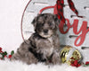 F1B Mini Bernedoodle For Sale Sugarcreek, OH Male- Miles