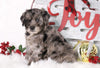 F1B Mini Bernedoodle For Sale Sugarcreek, OH Male- Miles