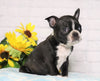 AKC Registered Boston Terrier For Sale Warsaw, OH Male- Dyson