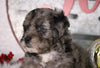 F1B Mini Bernedoodle For Sale Sugarcreek, OH Male- Miles