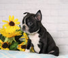 AKC Registered Boston Terrier For Sale Warsaw, OH Male- Dyson