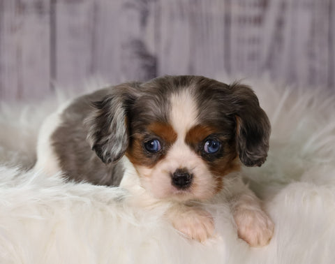 ACA Registered Cavalier King Charles Spaniel For Sale Wooster, OH Female-Daisy