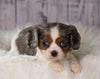 ACA Registered Cavalier King Charles Spaniel For Sale Wooster, OH Female-Daisy