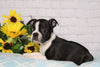 AKC Registered Boston Terrier For Sale Warsaw, OH Male- Disco