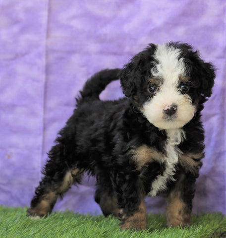 Mini Bernedoodle For Sale Sugarcreek, OH Male- Shadow