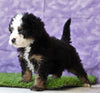Mini Bernedoodle For Sale Sugarcreek, OH Male- Shadow