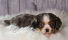 ACA Registered Cavalier King Charles Spaniel For Sale Wooster, OH Male- Winston
