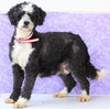 Mini Bernedoodle For Sale Sugarcreek, OH Female- Tinkerbell