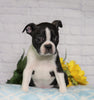 AKC Registered Boston Terrier For Sale Warsaw, OH Male- Disco