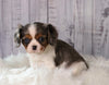 ACA Registered Cavalier King Charles Spaniel For Sale Wooster, OH Female- Holly