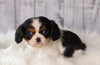 ACA Registered Cavalier King Charles Spaniel For Sale Wooster, OH Female- Stella