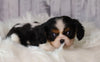 ACA Registered Cavalier King Charles Spaniel For Sale Wooster, OH Female- Stella