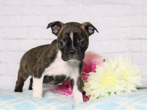 AKC Registered Boston Terrier For Sale Warsaw, OH Female- Daisy