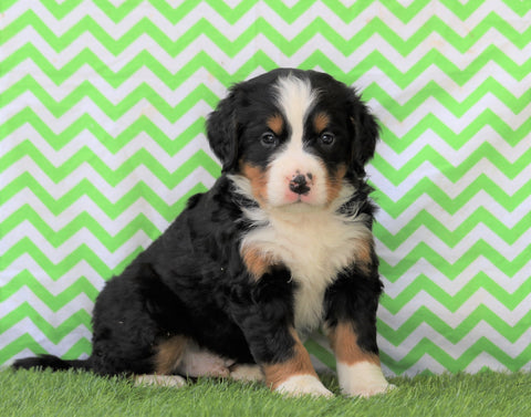 AKC Registered Bernese Mountain Dog For Sale Sugarcreek, OH Male- Winston