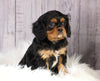 ACA Registered Cavalier King Charles Spaniel For Sale Wooster, OH Male- Leo