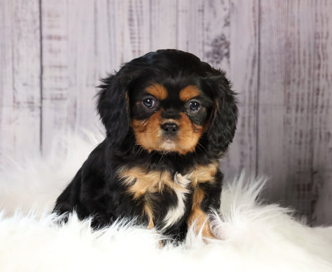 ACA Registered Cavalier King Charles Spaniel For Sale Wooster, OH Male- Leo