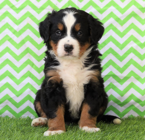 AKC Registered Bernese Mountain Dog For Sale Sugarcreek, OH Male- Ulysses
