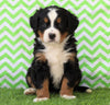AKC Registered Bernese Mountain Dog For Sale Sugarcreek, OH Male- Ulysses