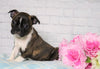 AKC Registered Boston Terrier For Sale Warsaw, OH Female- Daisy