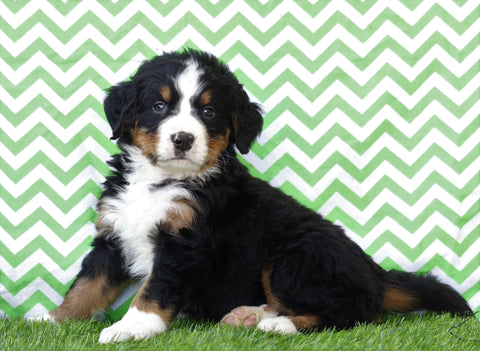 AKC Registered Bernese Mountain Dog For Sale Sugarcreek, OH Male- Hugo