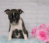 AKC Registered Boston Terrier For Sale Warsaw, OH Female- Daisy