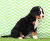 AKC Registered Bernese Mountain Dog For Sale Sugarcreek, OH Male- Hugo