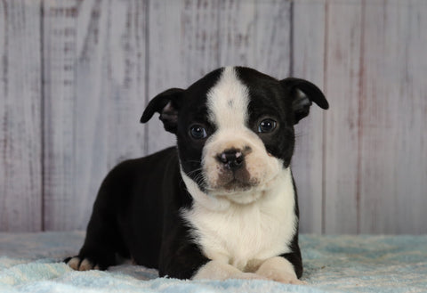 AKC Registered Boston Terrier For Sale Wooster OH Male- Zeus
