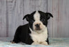 AKC Registered Boston Terrier For Sale Wooster OH Male- Zeus