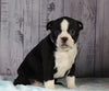 AKC Registered Boston Terrier For Sale Wooster, OH Female- Willow