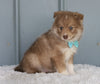 Mini Pomsky For Sale Sugarcreek, OH Female- Willow