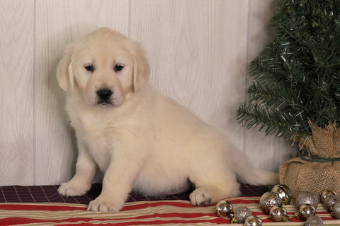 AKC Registered English Cream Golden Retriever For Sale Fredericksburg, OH Male- Cody