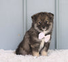 Mini Pomsky For Sale Sugarcreek, OH Male- Story