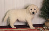 AKC Registered English Cream Golden Retriever For Sale Fredericksburg, OH Male- Cody