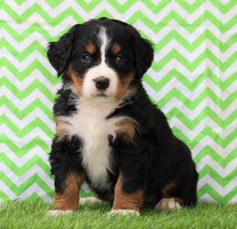 AKC Registered Bernese Mountain Dog for Sale Sugarcreek, OH Female- Lexi