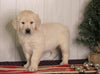 AKC Registered English Cream Golden Retriever For Sale Fredericksburg, OH Female- Krystal