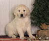 AKC Registered English Cream Golden Retriever For Sale Fredericksburg, OH Female- Dolly