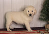 AKC Registered English Cream Golden Retriever For Sale Fredericksburg, OH Female- Dolly