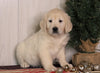 AKC Registered English Cream Golden Retriever For Sale Fredericksburg, OH Female- Princess